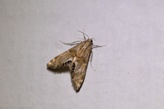 Petrophila cappsi