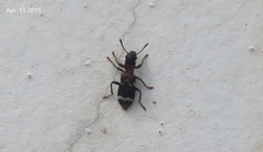 Thanasimus substriatus