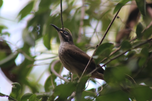 Weißbart-Honigfresser (Meliphaga albilineata)
