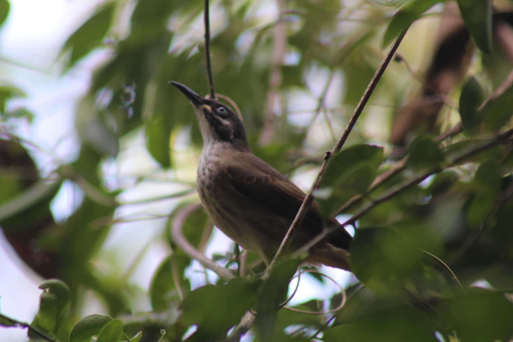 White-lined Honeyeater illustration
