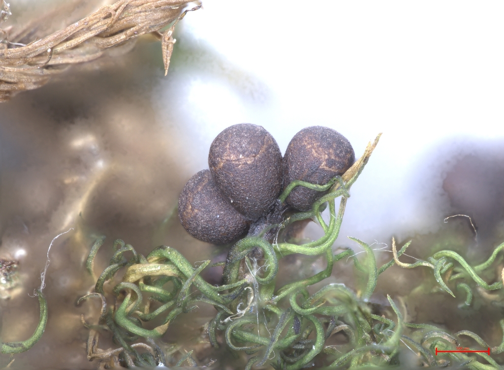 Trichia acetocorticola