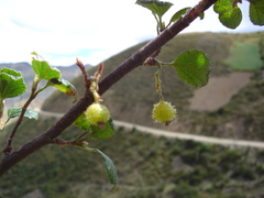 Ribes pentlandii