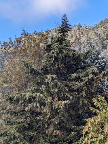 Foto de Cedro-do-Buçaco