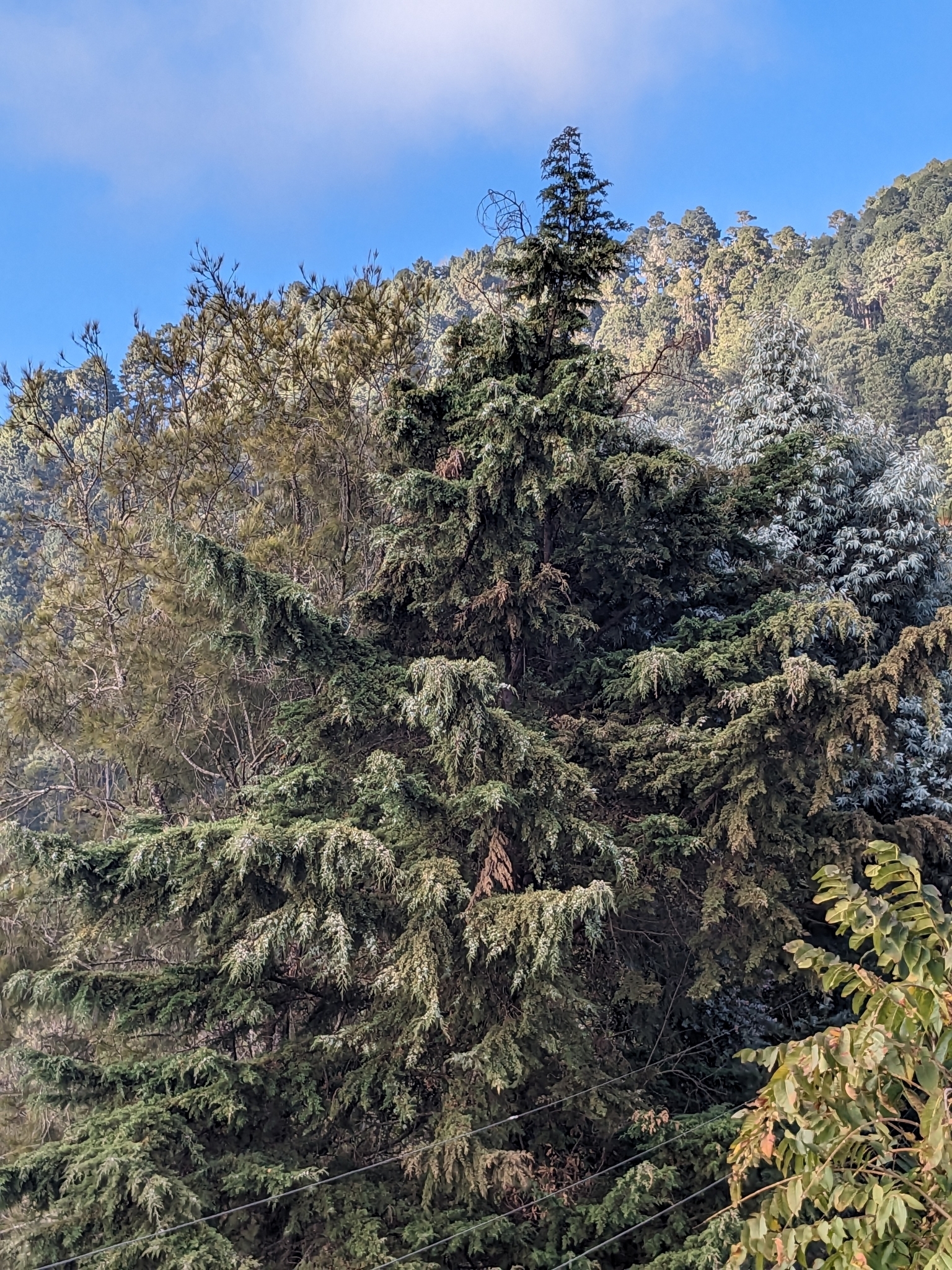 Imagem de Cedro-do-Buçaco