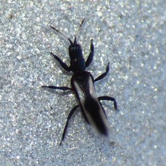 Aeolothrips vittipennis