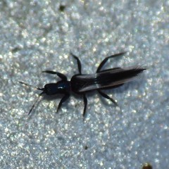 Aeolothrips vittipennis