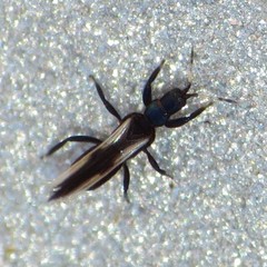 Aeolothrips vittipennis