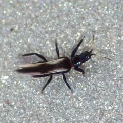 Aeolothrips vittipennis