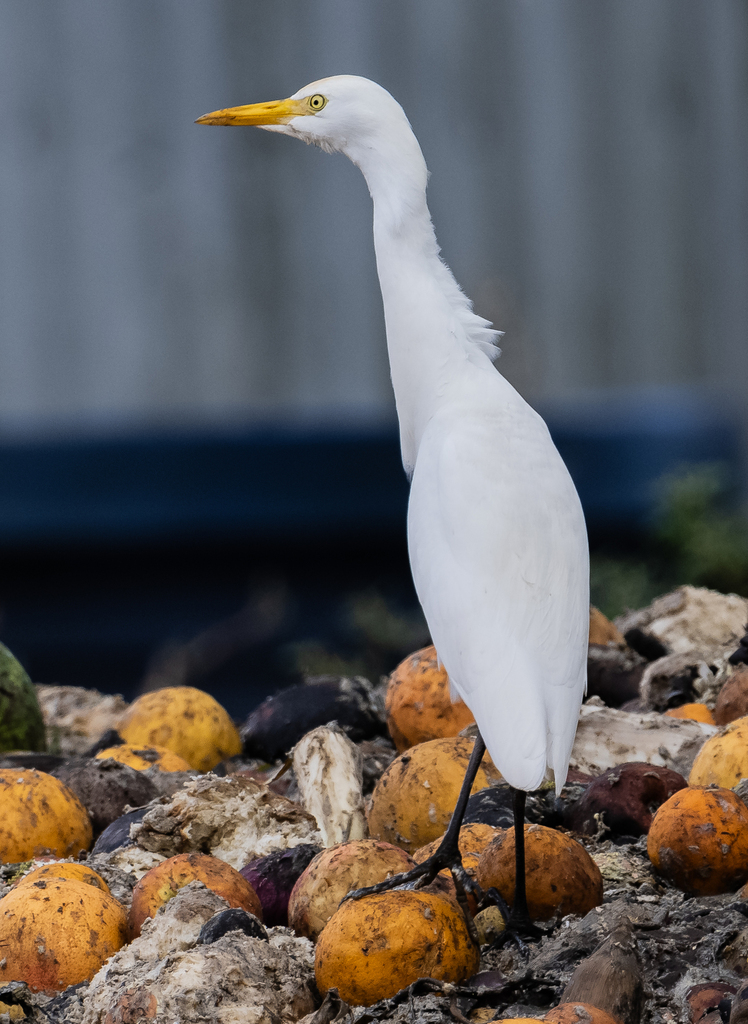 Western Cattle Egret From Corkscrew FL USA On January 9 2024 At 01   Large 