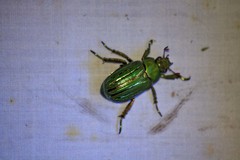 Chrysina gloriosa