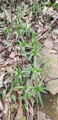 Lilium michiganense