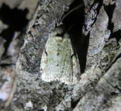 Maliattha concinnimacula