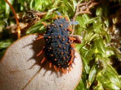 Holacanthella paucispinosa