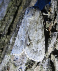 Acronicta rubricoma