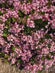 Bergenia crassifolia
