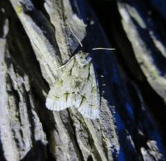 Acronicta lobeliae