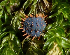 Holacanthella paucispinosa