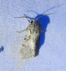 Acronicta tota