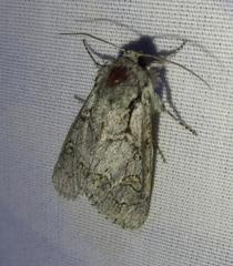 Acronicta tota