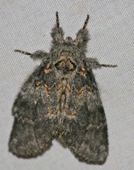 Peridea knudsoni