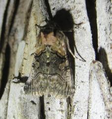 Abrostola microvalis