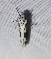 Ethmia semilugens