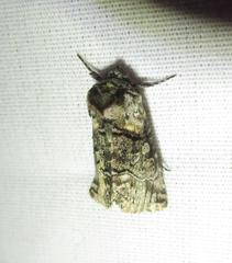 Abrostola microvalis