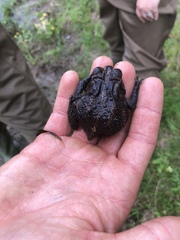 Anaxyrus americanus charlesmithi