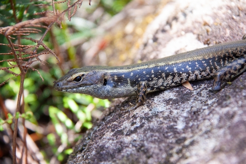 Eastern Water Skink, photo 4 of 8