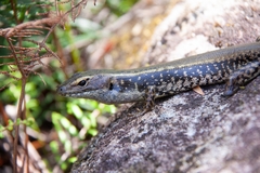 Eastern Water-Skink photo 4