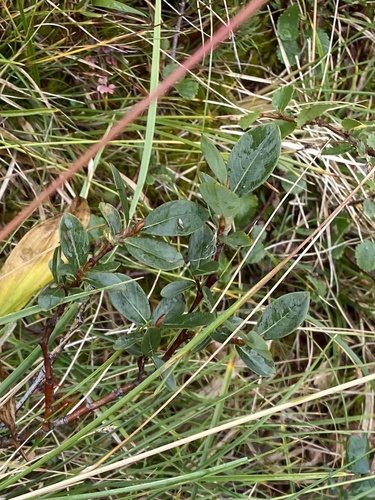 Salix saxatilis, photograph 6