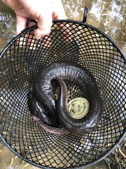 Amphiuma tridactylum