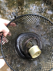 Amphiuma tridactylum