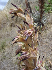 Puya glabrescens