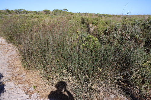Image of Thamnochortus spicigerus by (c) Tony Rebelo, some rights reserved (CC BY-SA)