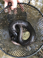 Amphiuma tridactylum