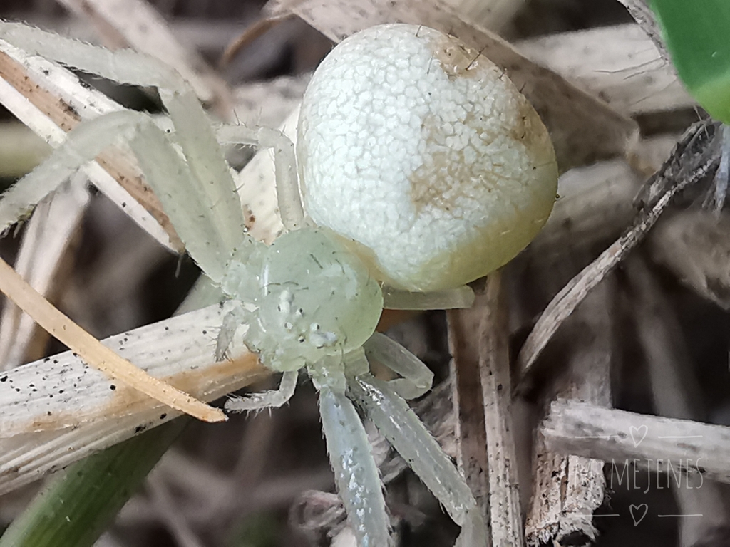 Mecaphesa damnosa