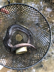 Amphiuma tridactylum