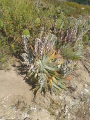 Dudleya virens insularis