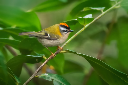 Fiorrancino