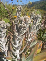 Dudleya virens insularis