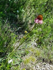 Echinacea atrorubens