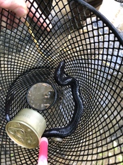 Amphiuma tridactylum