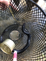 Amphiuma tridactylum