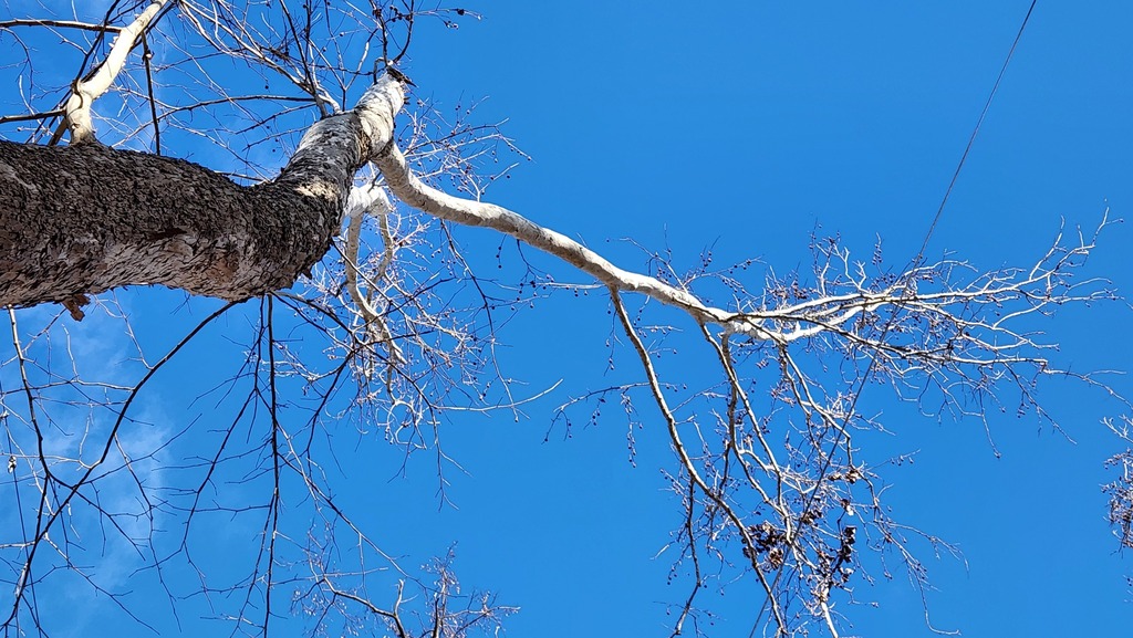 American Sycamore From Howard Maryland United States On January 10   Large 