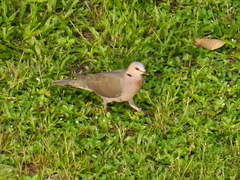 Streptopelia semitorquata