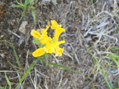 Corydalis micrantha