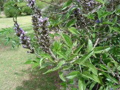 Otholobium pubescens