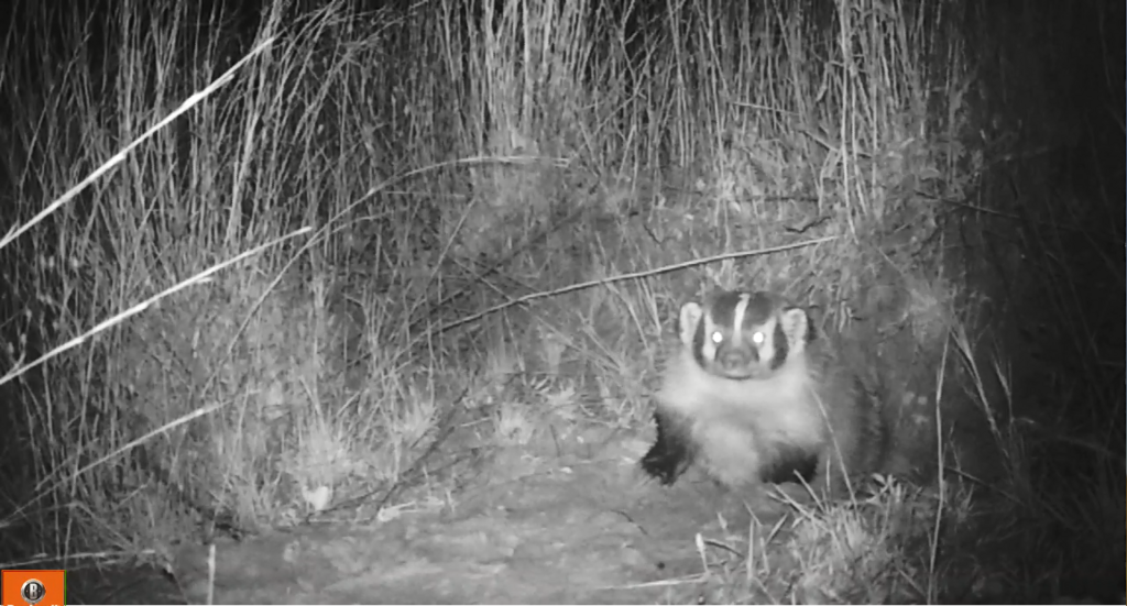 American Badger from Cheboygan County, MI, USA on October 24, 2019 at ...