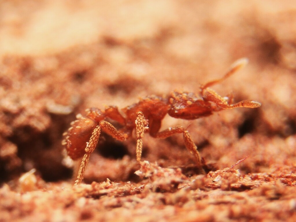 Talaridris